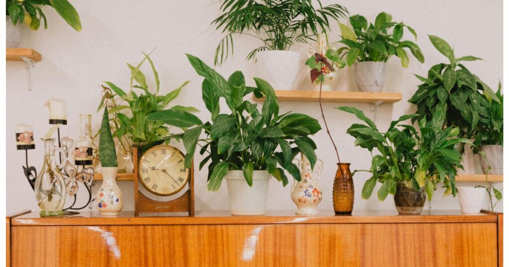 plantes d'intérieur tendance déco naturelle et chaleureuse buffet vintage